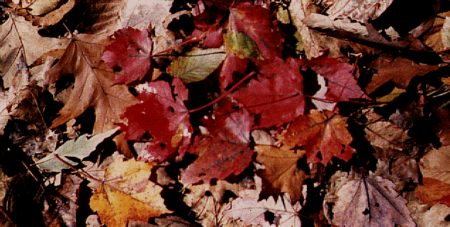 Leaves.gif (190438 bytes)